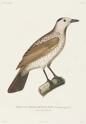 Prince Regent Sericulus, Uusi Etelä-Wales, Australia