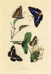 Purppurakeisari, Apatura iris 1 ja Euraasian valkoinen amiraali, Limenitis camilla 2