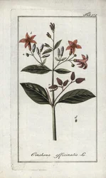 Quinquina (Cinchona officinalis). Litografia Johannes Zornin (1739-1799) teoksesta "Afbeelding der Artseny-Gewassen", Alankomaat.