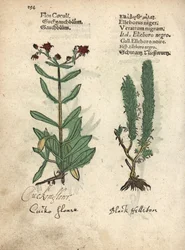 Käenkukka, Lychnis flos-cuculi, ja mustapärskäjuuri, Veratrum nigrum. Käsin väritetty puupiirros kasvitieteellisestä kuvituksesta Adam Lonicerin teoksesta Krauterbuch eli Herbal, Frankfurt