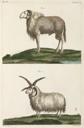 Rams