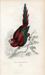 Red Ara tai Macao Ara. Psittacus macao. Joseph Kiddin litografia, joka perustuu John Audubonin piirrokseen, Miscellany of Natural History -teoksessa: Papukaijat, Sir Thomas DiK Lauder ja kapteeni Thomas Brown, julkaistu Edinburghissa, Skotlannissa, vuonna 