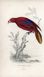 Red Lori, Eos rubra. Psittacus caeruleatus. Joseph Kiddin litografia John Audubonin piirroksen pohjalta, teoksessa Miscellany of Natural History: Papukaijat, Sir Thomas DiK Lauder ja kapteeni Thomas Brown, julkaistu Edinburghissa, Skotlannissa, vuonna 1833
