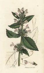 Punainen hamppunätti, Galeopsis tetrahit (Red nokkoset) James Sowerbyn käsivärinen kuparilevyn kaiverrus James Smith