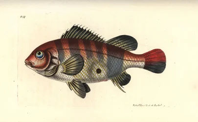 Punaraitainen maasääski, Geophagus surinamensis (Surinam sparus, Sparus surinamensis). Richard Polydore Nodderin piirtämä ja kaiverrettu kuvitus. Käsinväritetty kuparikaiverrus George Shaw