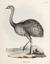 Rhea, Etelä-Amerikka, n. 1832-1836