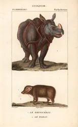 Rhinoceros et daman ou clade - Eau forte, Jean Gabriel Pretre (1780-1845), kaiverrettu Carnonkelin toimesta, Frederic Cuvierin luonnontieteiden sanakirjaa varten: nisäkkäät, toimittanut Pierre Jean Francois Turpin (1775-1840), julkaissut F.G.Levrault, Pari