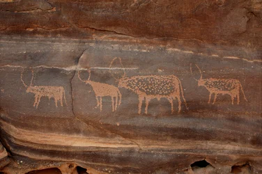 Kalliotaide, esihistoria: Kaiverrus neljästä karjasta Uweinatin vuoristossa, Sudanissa (Karkur-Talh tai Karkur Talh). Ajanjakso 8000-3000 vuotta eKr. Valokuvaus
