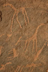 Kalliotaidetta, esihistoriaa: Kaiverrus kirahveista, strutseista, muista eläimistä ja hahmoista Uweinatin massiivissa, Sudanissa (Karkur-Talh tai Karkur Talh). Ajanjakso 8000-3000 vuotta eKr. Valokuvaus