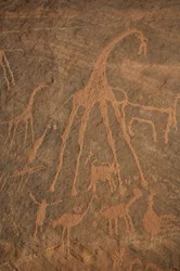 Kalliotaidetta, esihistoriaa: Kaiverrus kirahveista, strutseista, lampaista ja hahmoista Uweinatin massiivissa, Sudanissa (Karkur-Talh tai Karkur Talh). Ajanjakso 8000-3000 vuotta eKr. Valokuvaus