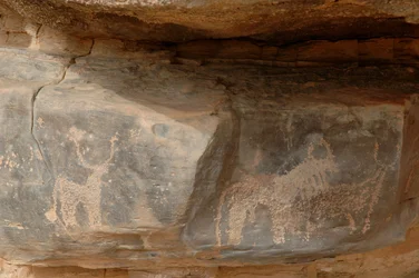 Kalliotaide, esihistoria: Kaiverrus kolmesta karjasta Uweinatin ylängöllä, Sudanissa (Karkur-Talh tai Karkur Talh). Ajanjakso 8000-3000 vuotta eKr. Valokuvaus