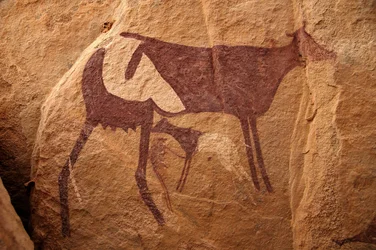 Kalliotaide, esihistoria: Kalliomaalaus suuresta kaksisävyisestä lehmästä ja sen vasikasta koristeellisessa suojissa Uweinatin vuoristossa, Sudanissa. Ajanjakso 8000-3000 vuotta eKr. Valokuvaus