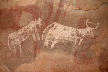 Kalliotaide, Esihistoria: Kalliomaalaus valkoisista ja kaksisävyisistä nautakarjasta koristeellisessa suojissa Uweinatin vuoristossa, Sudanissa (Karkur-Talh tai Karkur Talh). Ajanjakso 8000-3000 vuotta eKr. Valokuvaus