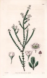 Rock thryptomene, Thryptomene saxicola (Lounais-Australian kalliopensas) (Stony baeckea, Baeckea saxicola). Swanin käsin tekemä kuparikaiverrus William Jackson Hookerin kuvituksen mukaan Samuel Curtisin "Botanical Magazine" -lehdestä, Lontoo.