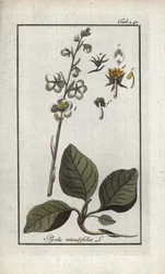 Pyrola rotundifolia (Pyrola rotundifolia). Litografia Johannes Zornin (1739-1799) teoksesta "Afbeelding der Artseny-Gewassen", Alankomaat.