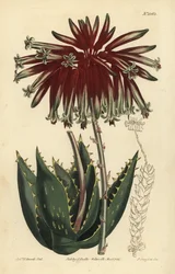 Murska-aloe tai jiira-aloe, Aloe perfoliata (vähiten hiippa-aloe, Aloe mitraeformis brevifolia)
