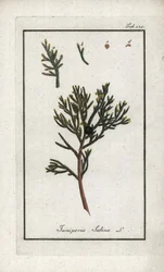 Sabine-kataja (Juniperus sabina). Litografia Johannes Zornin (1739-1799) teoksesta "Afbeelding der Artseny-Gewassen", Alankomaat.