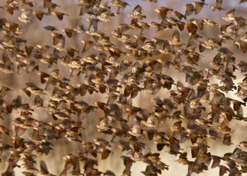 Safety in Numbers 3 (red-billed quelea), Namibia, 2018 (valokuva)