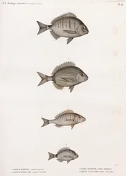 Sargue Enrouee; Tavallinen Sargue; Pagre Mormyre & Rengasmainen Sargue