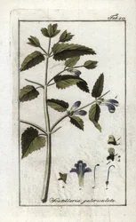 Scutellaire, jolla on kypärä tai iso hattu (Scutellaria galericulata). Litografia Johannes Zornin (1739-1799) Alankomaiden teoksesta "Afbeelding der Artseny-Gewassen".