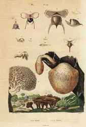 Merietanat, Diacavolinia limbata ja Diacria trispinosa 1-10 sekä hydnum sienet, siilisieni, Hydnum repandum 14, korallihammassieni, Hericium coralloides 12 jne.
