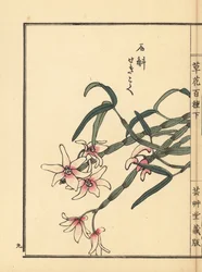 Sekkoku, Mohlin dendrobium tai japanilainen kiviorkidea, Dendrobium moniliforme. Kono Bairein käsin värjätty puupiirros teoksesta Kusa Bana Hyakushu (Sata kukkalajiketta), Tokio, Yamada.