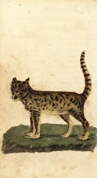 Serval, Leptailurus serval.,1800 (kaiverrus)