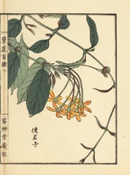 Shikunshi, kiinalainen kuusenkerkkä tai Rangoon creeper, Combretum indicum (Kono Bairein käsivärillinen puupiirros Kusa Bana Hyakushusta (One Hundred Varieties of Flowers), Tokio: Yamada