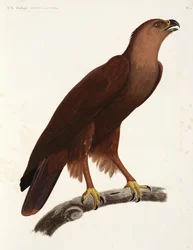 Shrill Eagle, Egypti