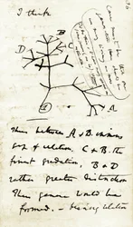 Charles Darwinin (1809-1882) luonnos hänen ensimmäisestä muistikirjastaan "Transmutation of species": tämä on hänen ensimmäinen kaavio, joka viittaa hänen evoluutioteoriaansa. 1837