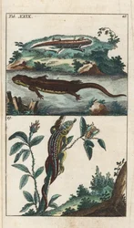 Smooth or Common Triton and Sand Lizard - Strong Water, Gottlieb Tobias Wilhelm (1758-1811), Encyclopedie of Natural History: Amphibians