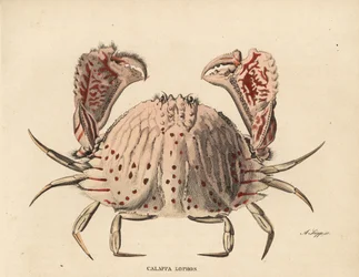 Sileä- tai punatäpläinen rapu, Calappa calappa (Calappa lophos). A. Scippin käsin värjätty teräskaiverrus Georg Friedrich Treitschken luonnontieteellisestä galleriasta, Naturhistorischer Bildersaal des Thierreiches, Liepzig-1842.