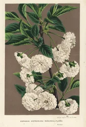 Hapankirsikkapuu, Prunus cerasus (caproniana ranunculiflora). Käsin väritetty litografia Louis van Houtten ja Charles Lemairen teoksesta Flowers of the Gardens and Hothouses of Europe, Flore des Serres et des Jardins de l