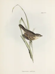 Varpunen tai peippo, n. 1832-1836