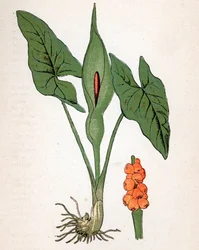 Täplikäs Gulet (Arum maculatum tai Chandelle, Veal
