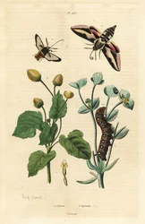 Spurge-haukkakoi, Hyles euphorbiae ja toukka 1, hornet koi, Sesia apiformis 2 ja hammassärkykasvi, Spilanthes-lajit