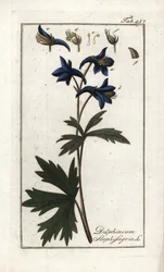 Staphisegar tai yrtti, jossa on täitä, kihtiruohoa tai villiviinirypäle (Delphinium staphisagria). Litografia Johannes Zornin (1739-1799) Alankomaiden teoksesta "Afbeelding der Artseny-Gewassen".