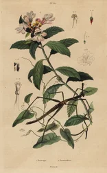 Puikkohyönteis, Proscopia granulata 1 ja viktoriaaninen joulupensas, Prostanthera lasianthos 2