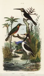 Kattohaikara, Jabiru mycteria, punapyrstöjakamari, Galbula ruficauda, ja kolmivarvasjakamari, Jacamaralcyon tridactyla