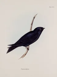 Swallow tai Martin, Etelä-Amerikka, n. 1832-1836