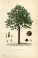 Makea kastanja, Castanea sativa, Castanea vesca, Chataignier