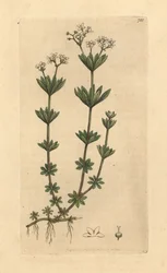 Makeantuoksuinen sängynputki, Galium odoratum (Makea metsäalvejuuri tai metsäkatto, Asperula odorata) (gaillet odorant) Käsinvärinen kuparipiirros James Sowerbyn piirroksen mukaan James Smithin englantilaista kasvitieteellistä teosta varten.