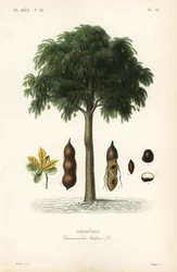 Tamarindipuu, Tamarindus indica, Tamarinier