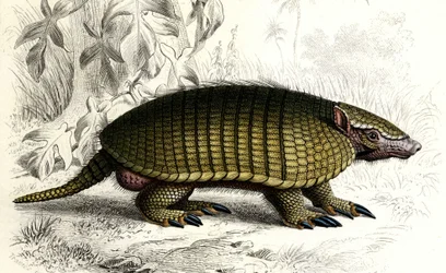 Löytyi vyötiäinen (Dasypus sexeinetus), edentes-nisäkkäitä. Charles D