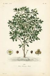 Teepuu tai teekasvi, Camellia sinensis, Thea sinensis,