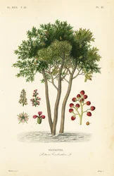 Terebinth tai tärpättipuu, Pistacia terebinthus, Terebinthe