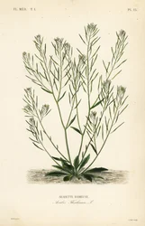 Thale krassi, hiirikorvakrassi tai arabidopsis, Arabidopsis thaliana, Arabis thaliana, Arabette rameuse