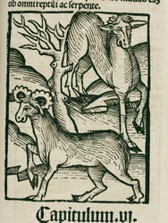 Hirvi
