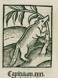 Majava