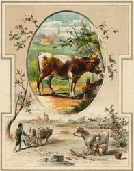 Lehmä. Kaiverrus "Mon premier Grand Alphabet". Bernardin-Bechet Edition, Pariisi, noin 1890. Kuvitukset: A. des Lilleuls. Ei sivua, 46 sivua. Mitat: 31 x 22 cm.
